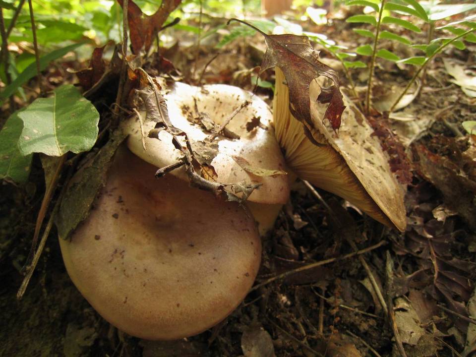 Lactarius argillaceifolius var. argillaceifolius image