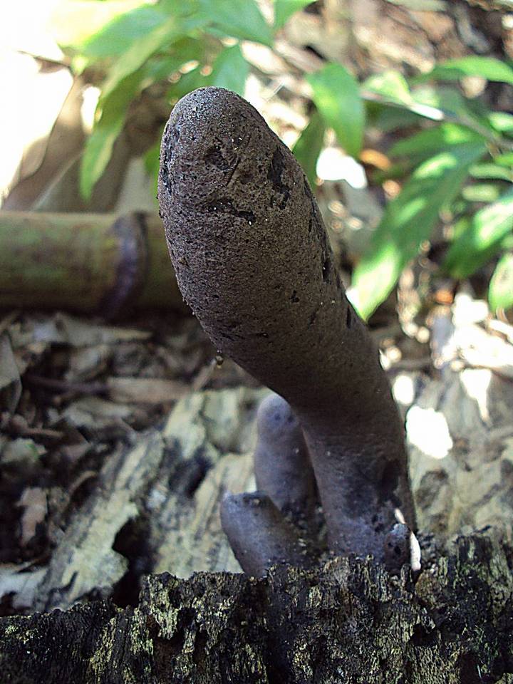Xylaria poitei image