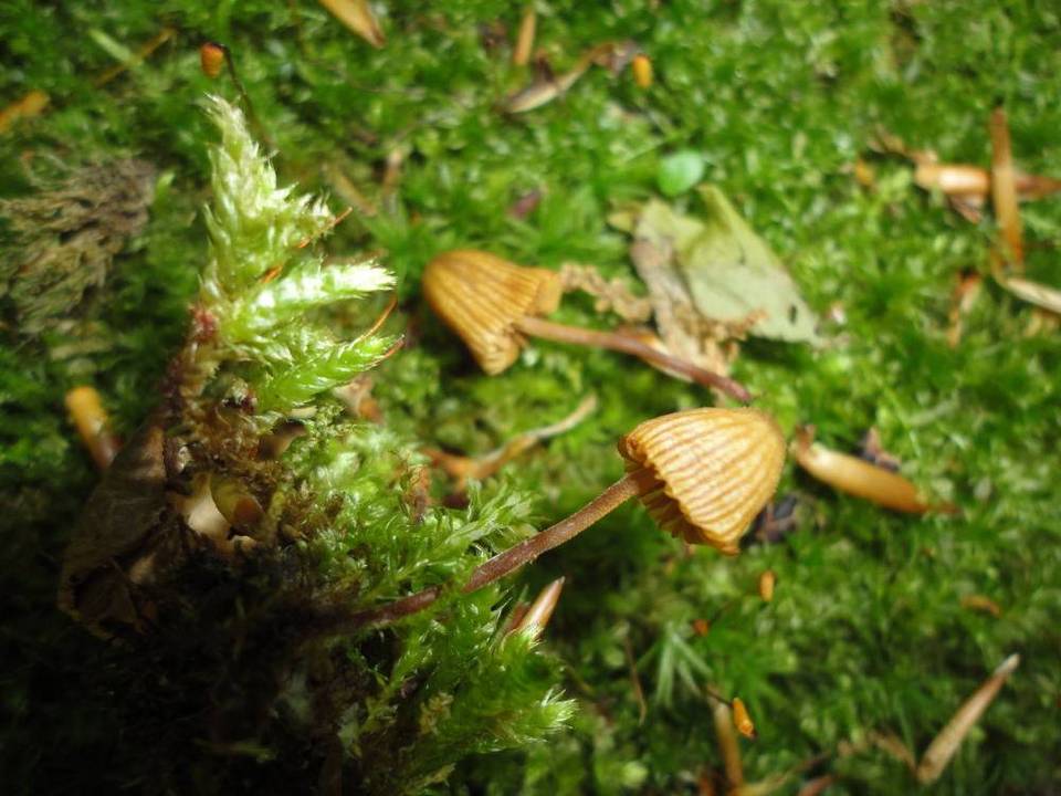Galerina cerina image