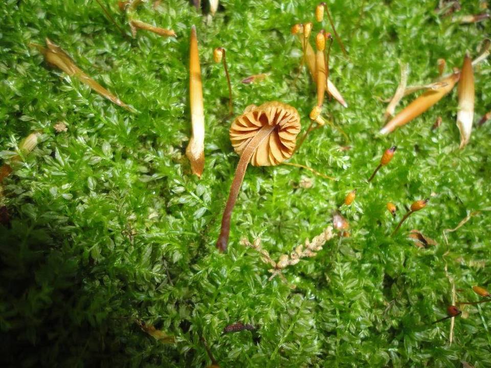 Galerina cerina image