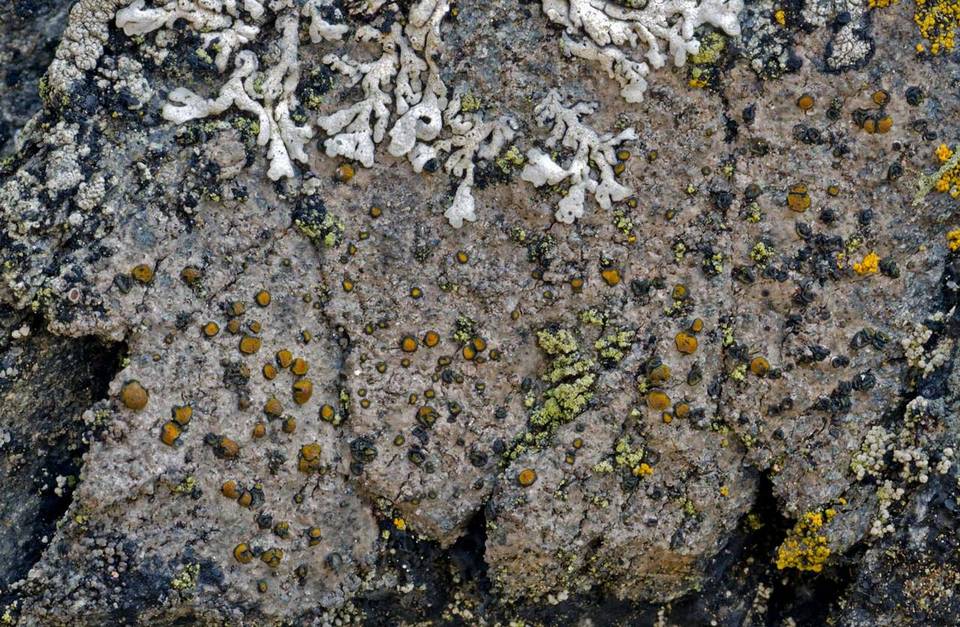 Caloplaca litoricola image