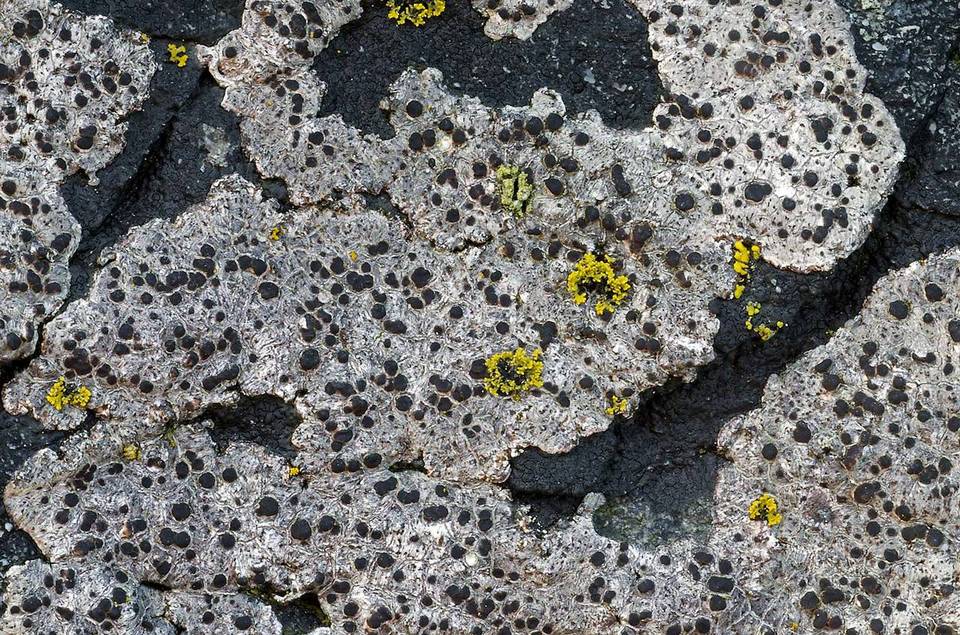 Herteliana alaskensis image