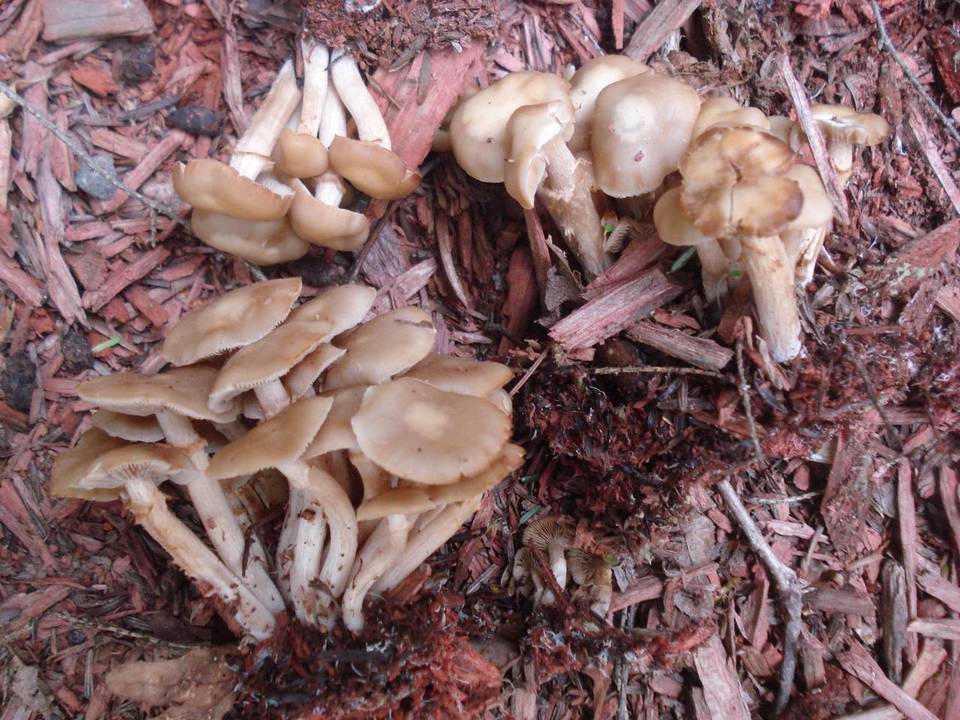 Pholiota marginella image