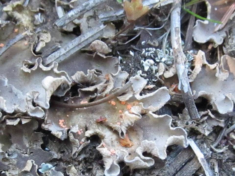 Illosporium carneum image