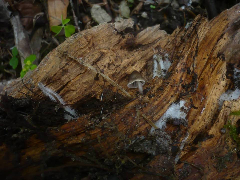 Mycena stipata image