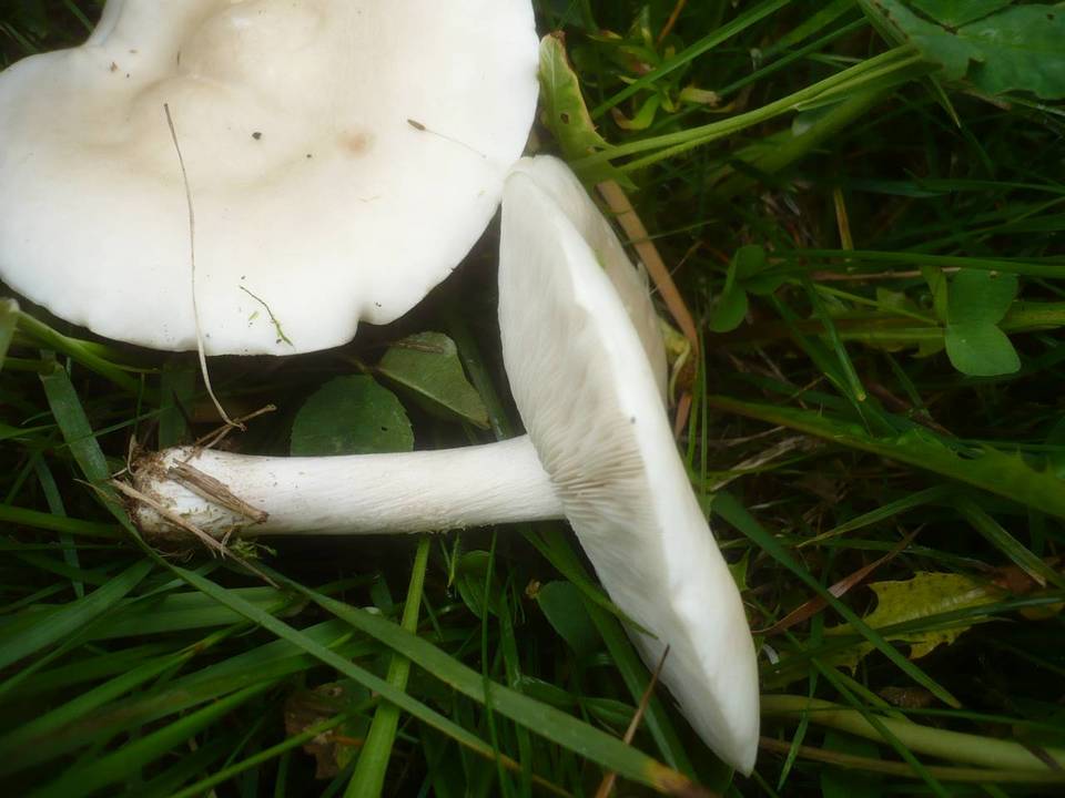 Melanoleuca subalpina image
