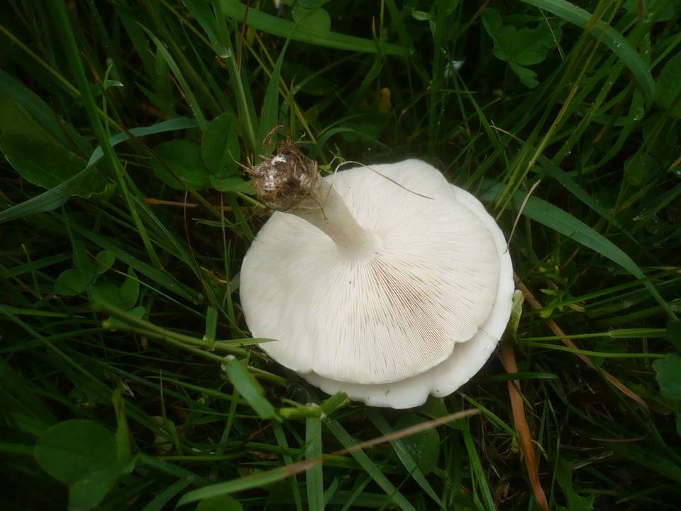 Melanoleuca subalpina image