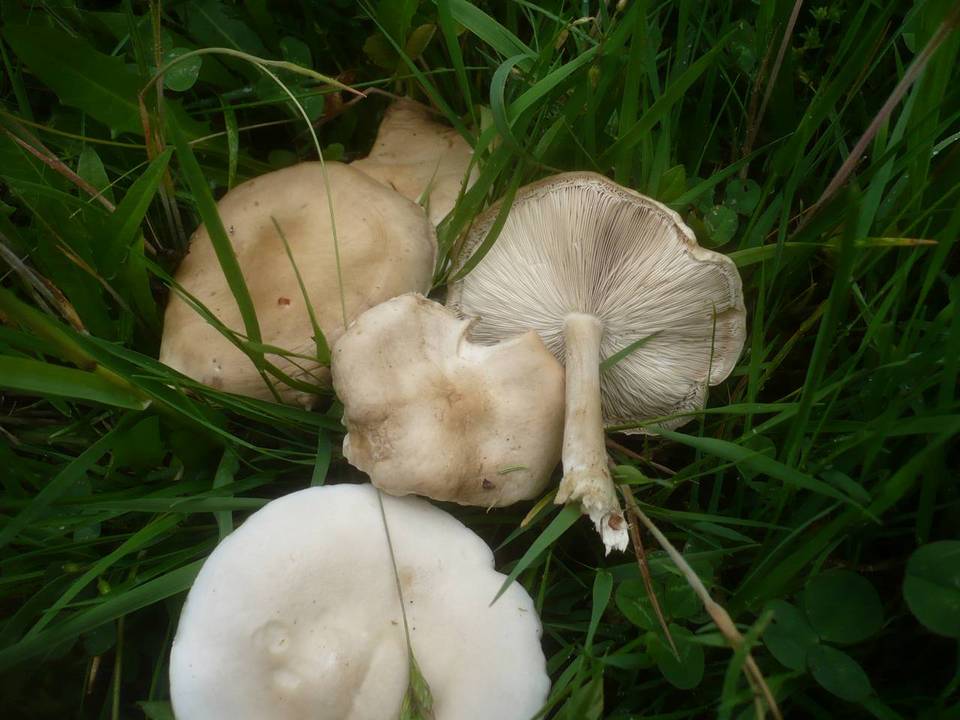 Melanoleuca subalpina image