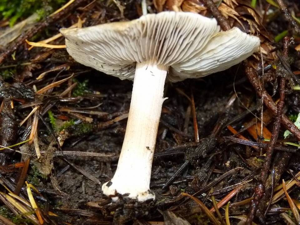 Inocybe praecox image