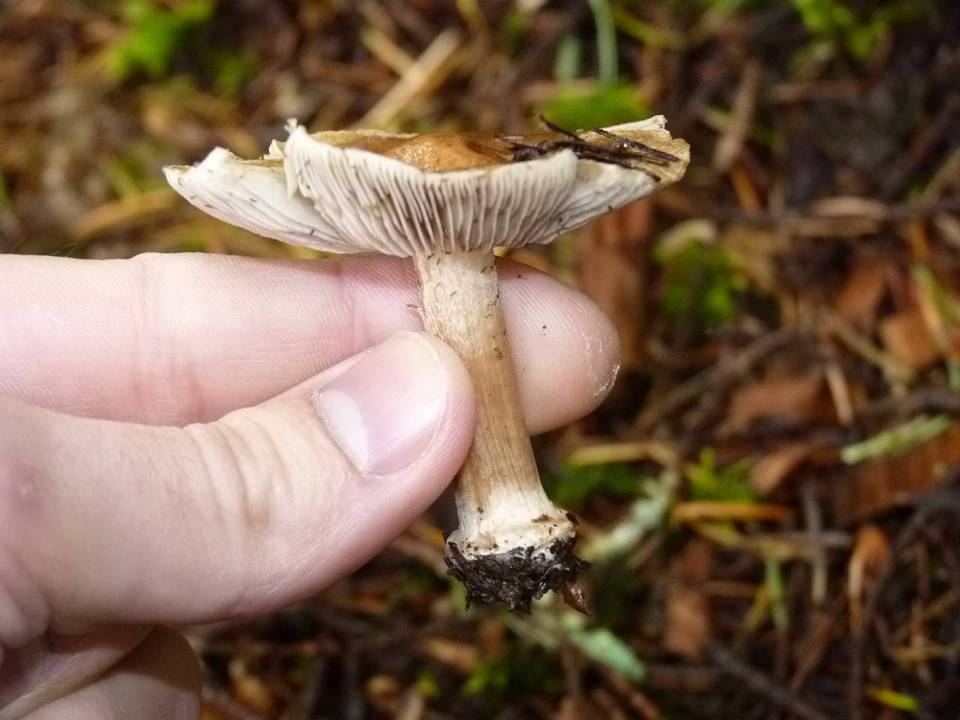 Inocybe praecox image