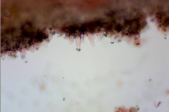 Inocybe praecox image
