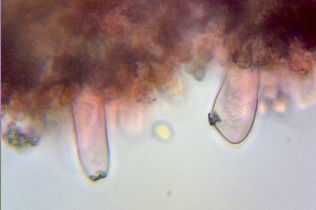 Inocybe praecox image