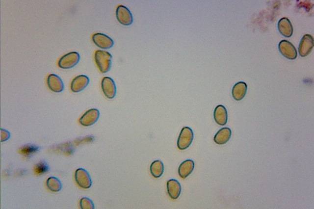 Inocybe praecox image