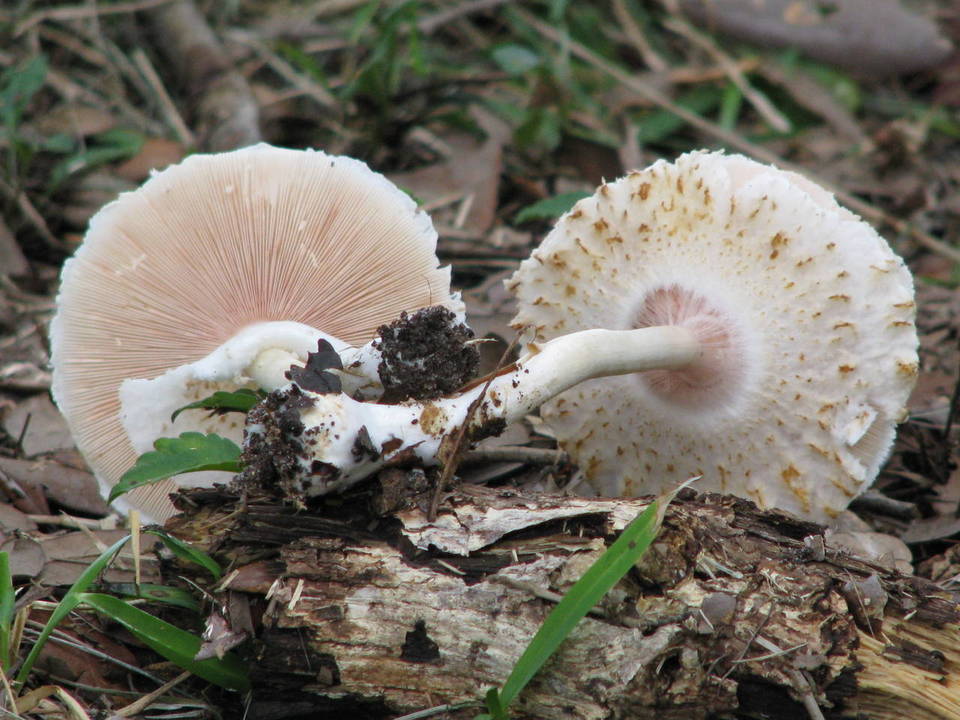 Agaricus rhoadsii image
