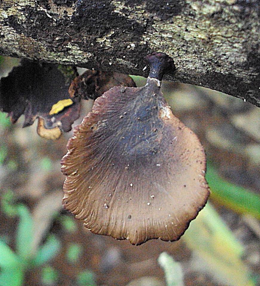 Polyporus ianthinus image