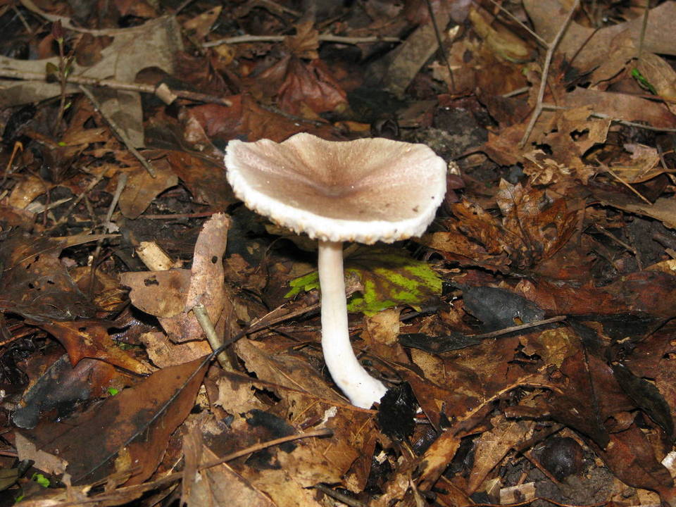 Agaricus rhoadsii image