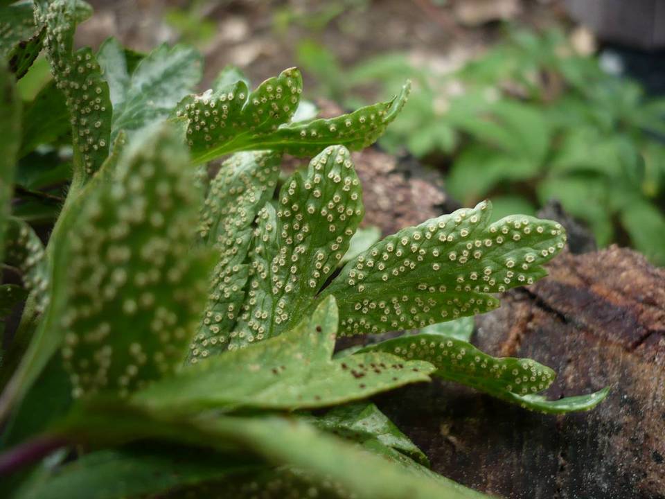 Tranzschelia pruni-spinosae image