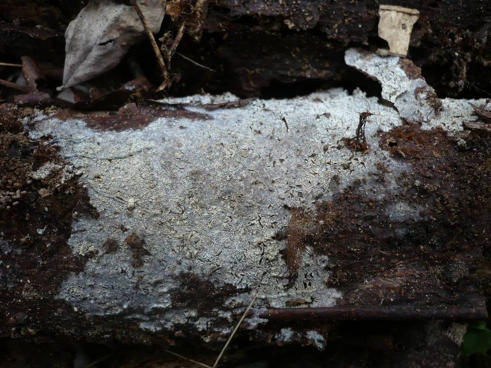 Trechispora image