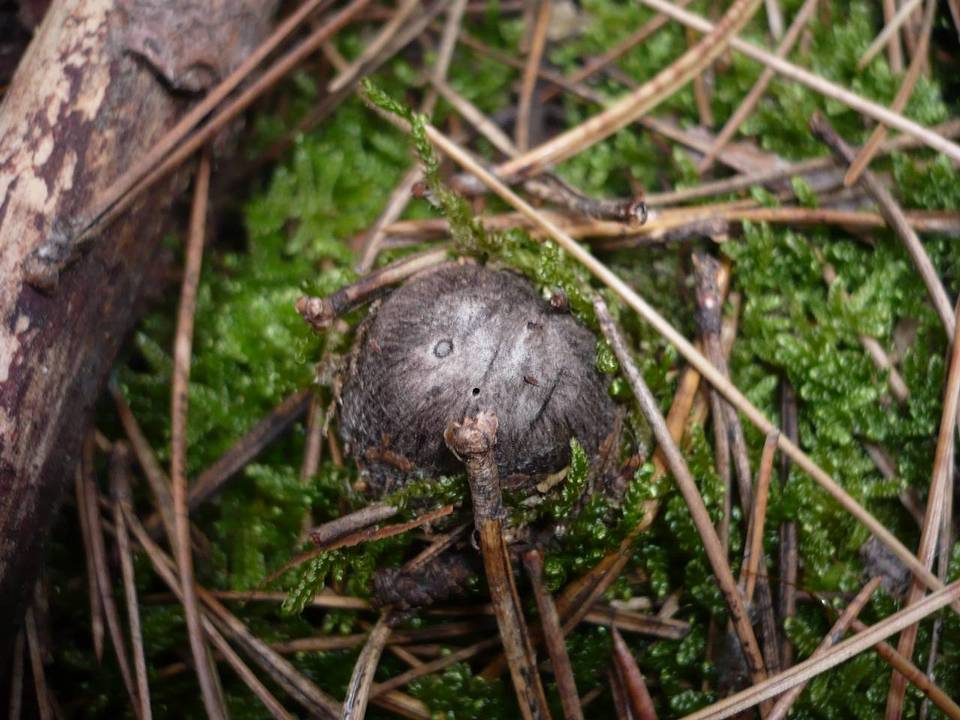 Tricholoma atrosquamosum image
