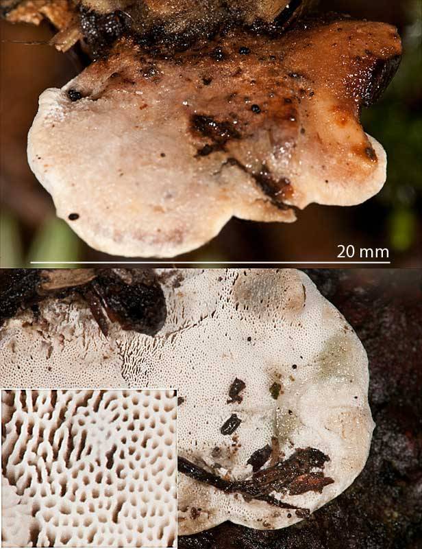 Dichomitus campestris image