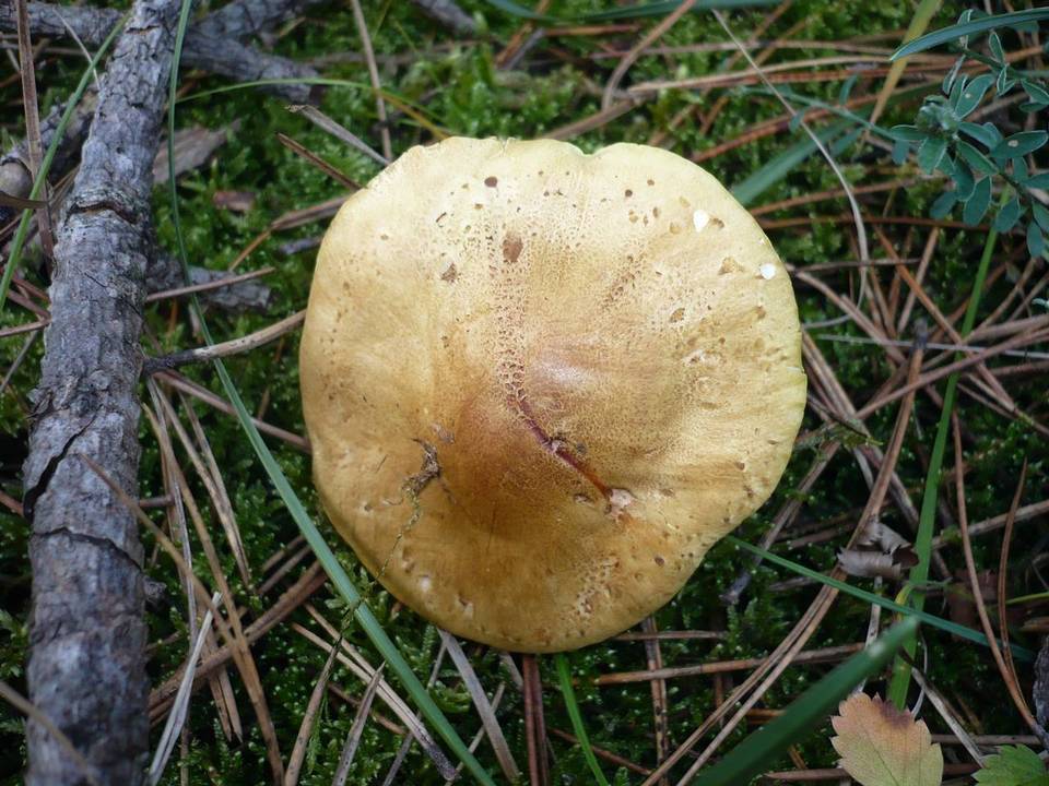 Tricholoma joachimii image