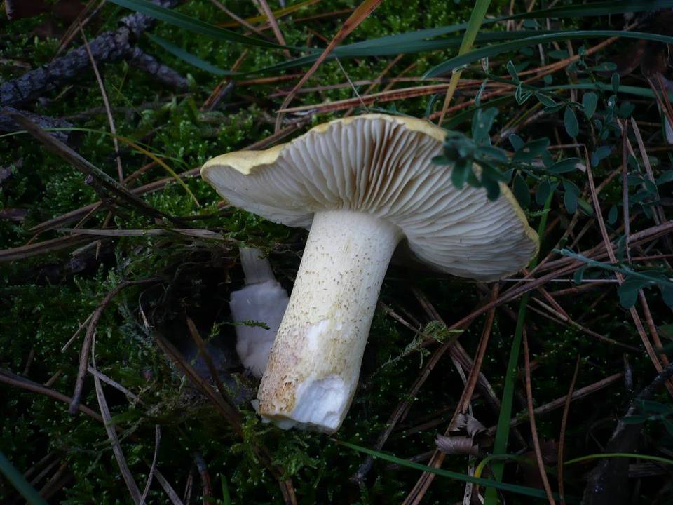 Tricholoma joachimii image