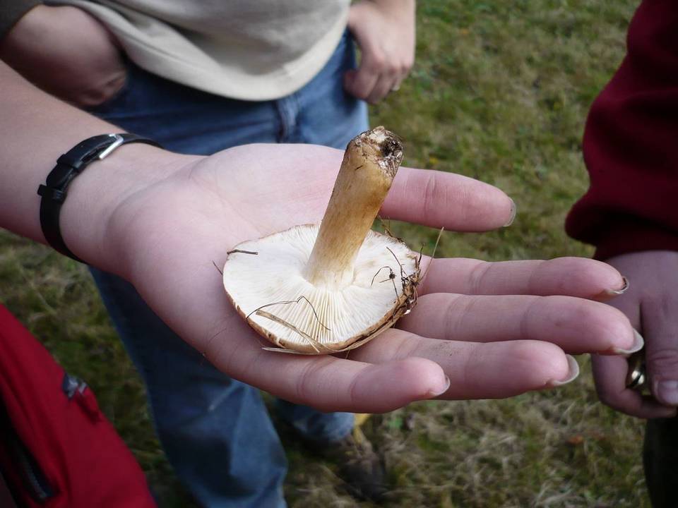 Tricholoma populinum image