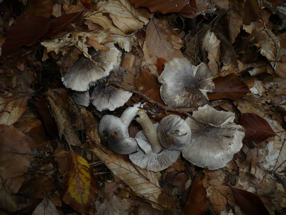Tricholoma sciodes image