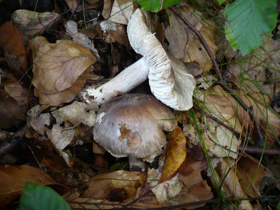 Tricholoma sciodes image