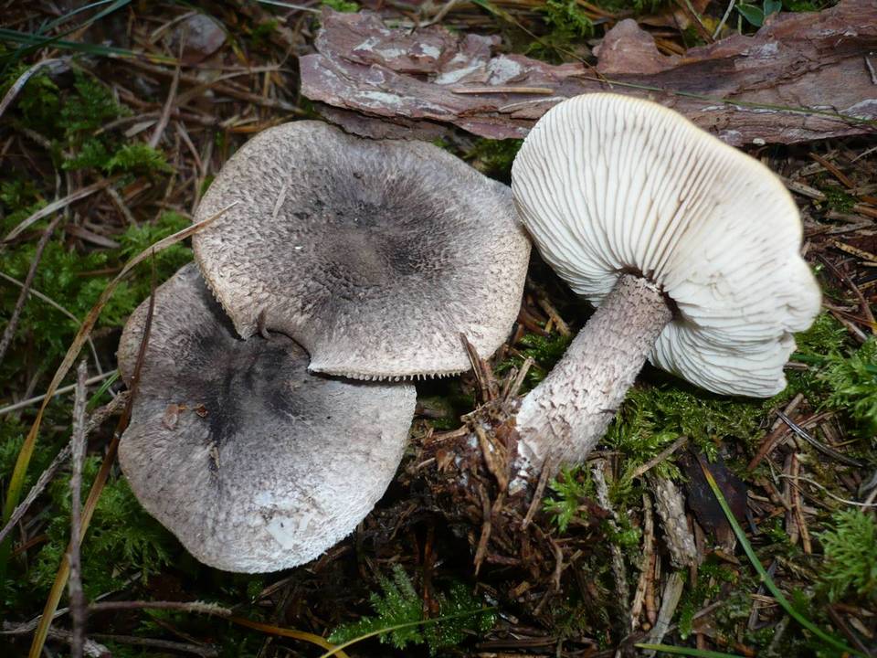 Tricholoma atrosquamosum var. squarrulosum image