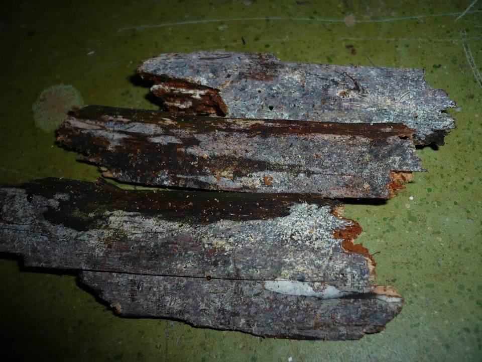 Tulasnella tomaculum image