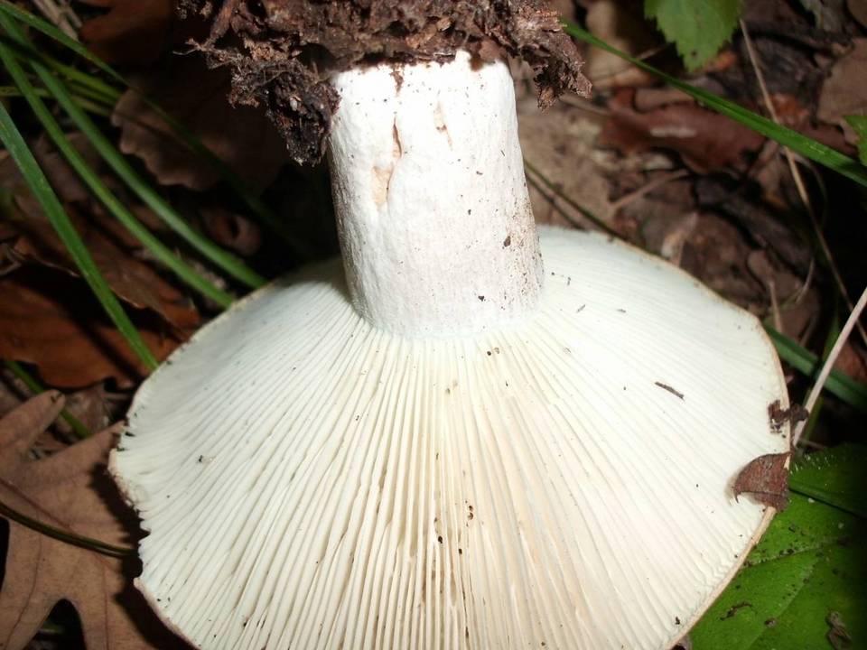 Russula chloroides image