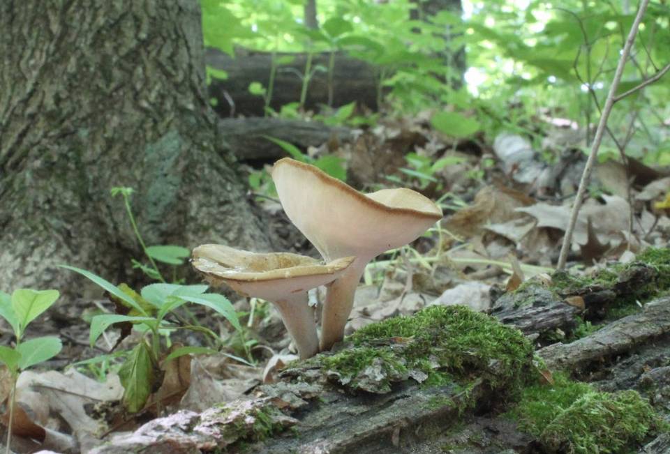 Polyporus melanopus image