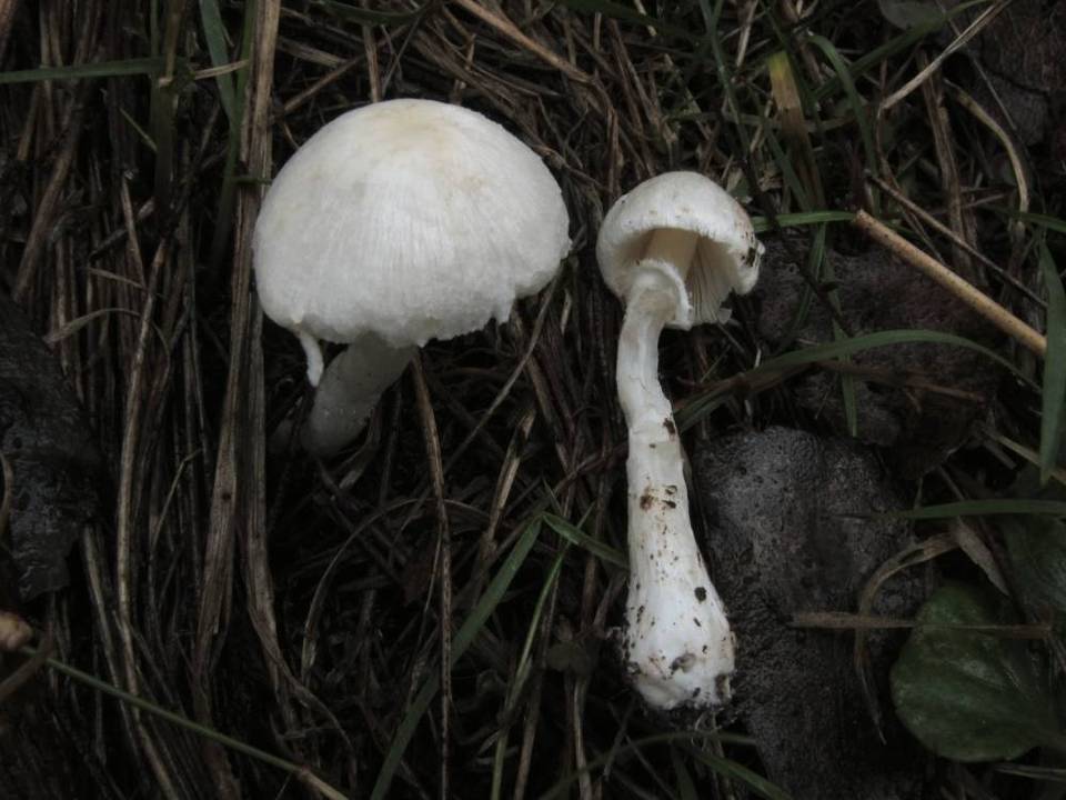 Leucoagaricus ooliekirrus image