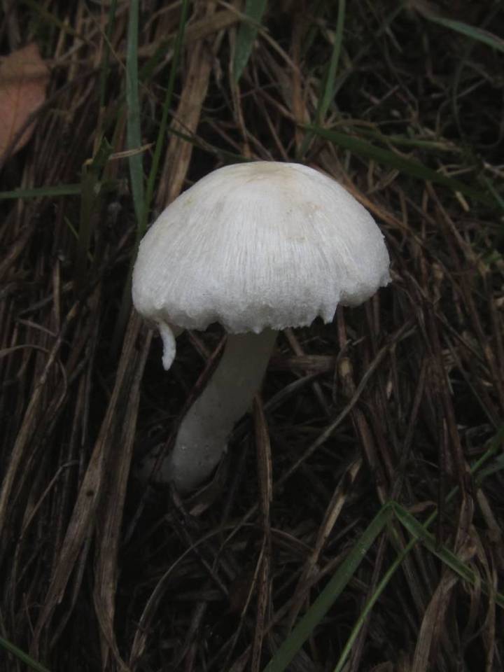 Leucoagaricus ooliekirrus image