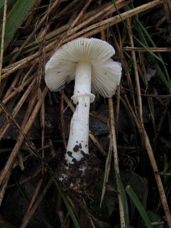 Leucoagaricus ooliekirrus image