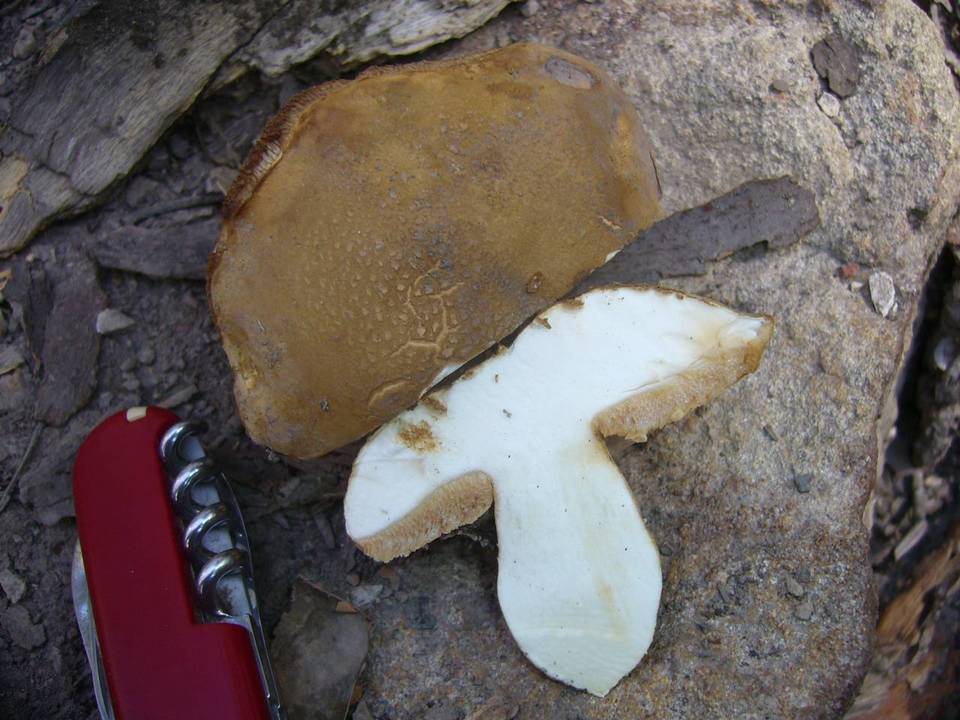 Rubinoboletus caespitosus image