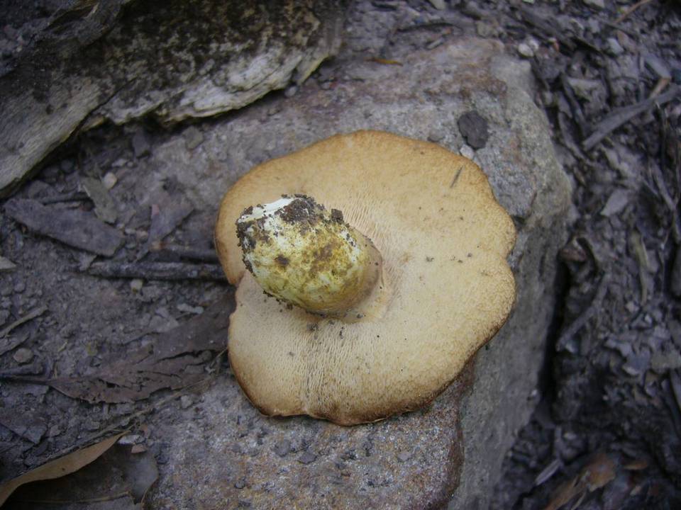 Rubinoboletus caespitosus image