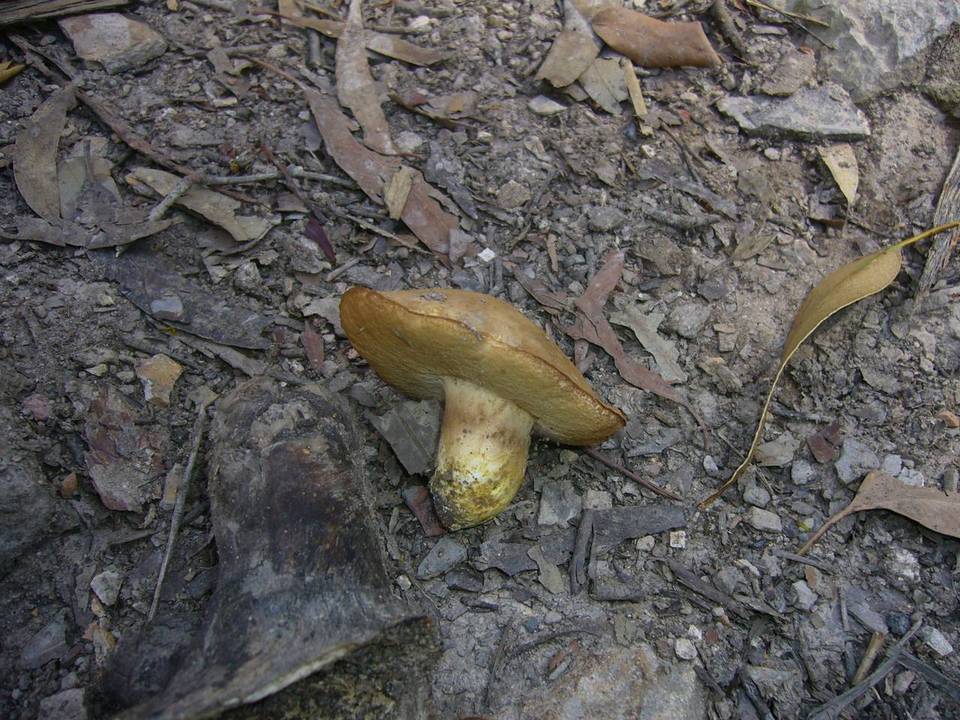 Rubinoboletus caespitosus image