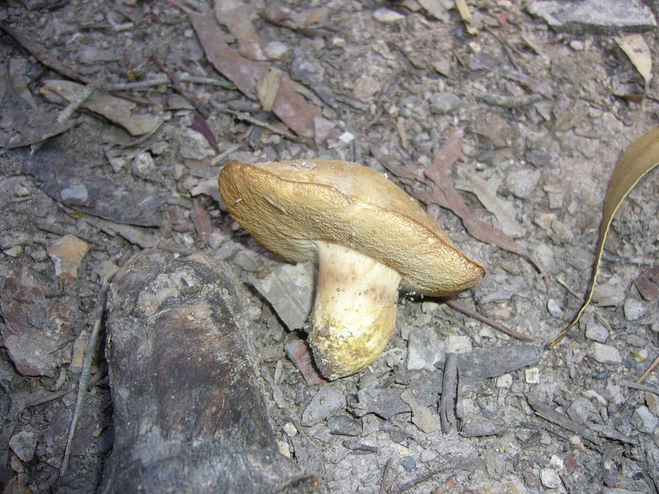 Rubinoboletus caespitosus image