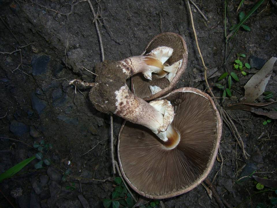 Agaricus austrovinaceus image