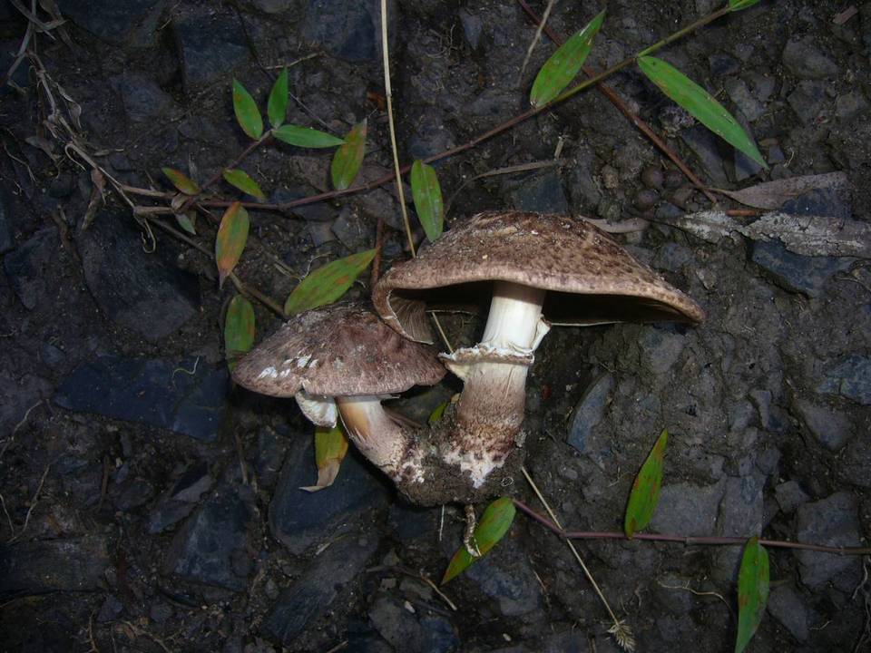 Agaricus austrovinaceus image
