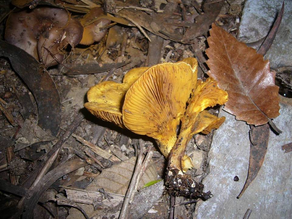 Austropaxillus muelleri image