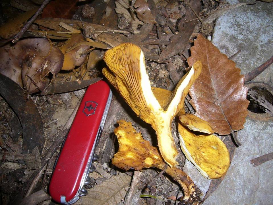 Austropaxillus muelleri image