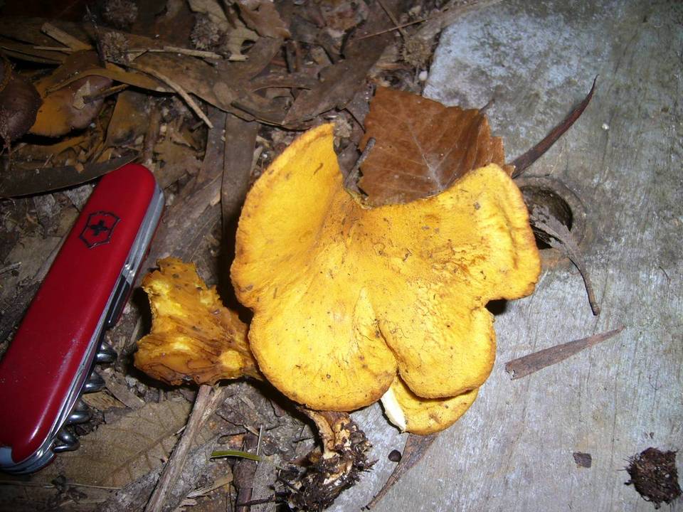 Austropaxillus muelleri image