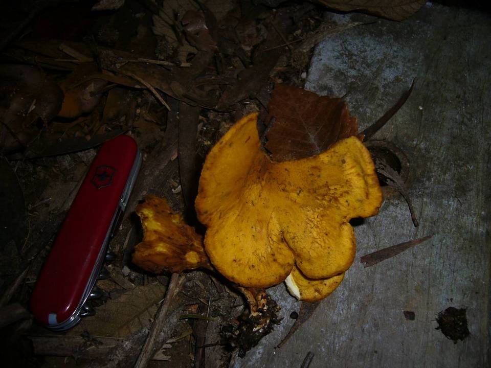 Austropaxillus muelleri image