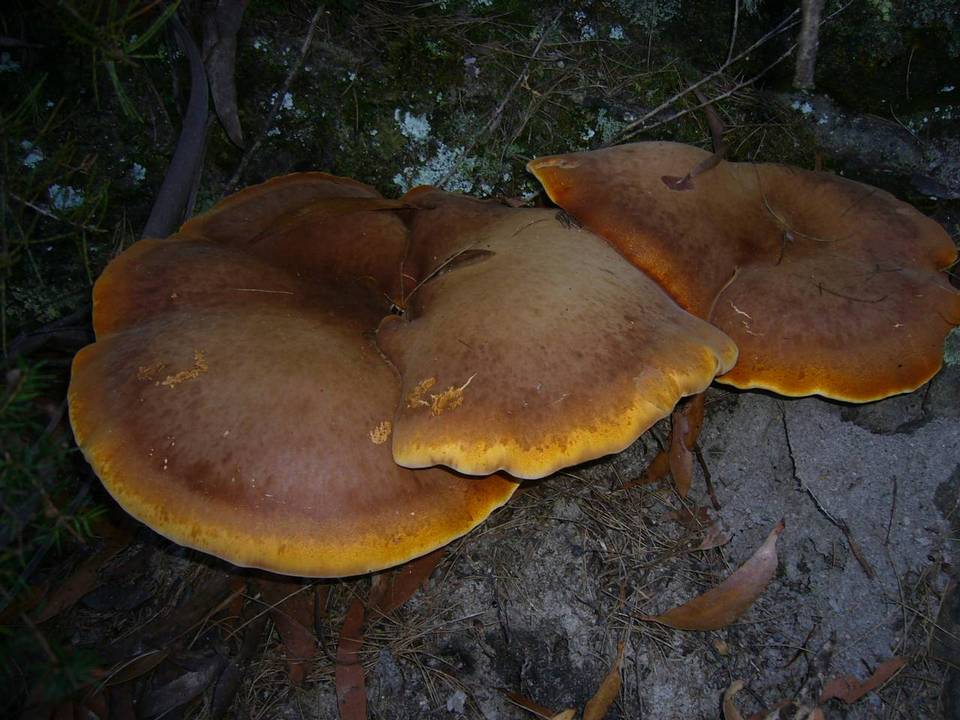 Buglossoporus image