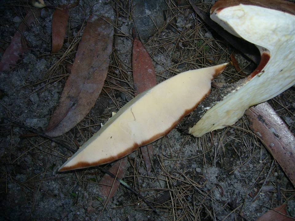 Buglossoporus eucalypticola image