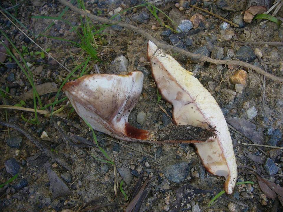 Buglossoporus image