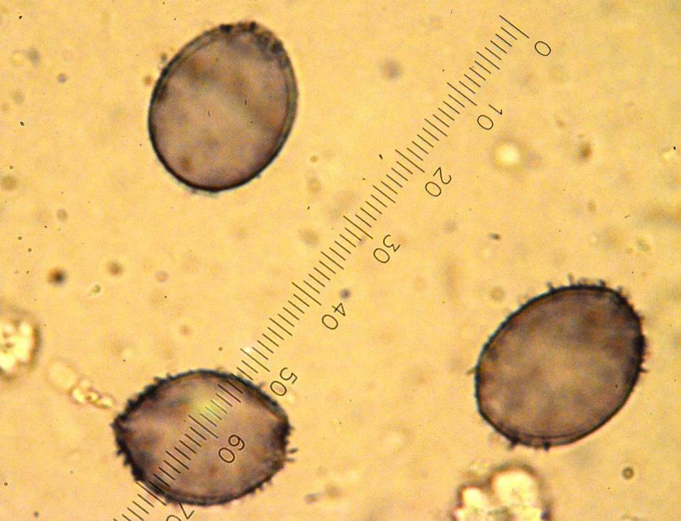 Aleurodiscus grantii image